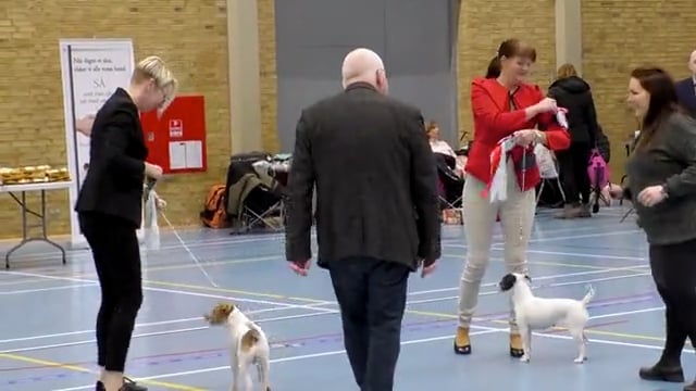 Hundene indtog Bramdrupdam